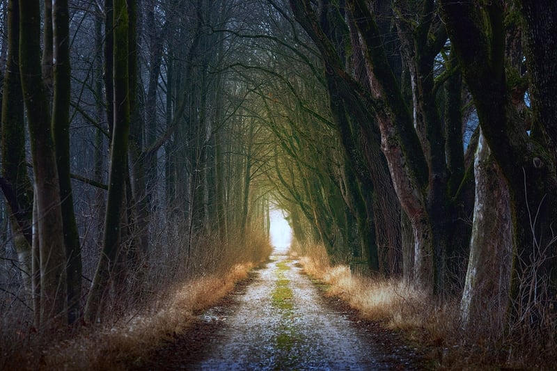 Forest path leading to peace